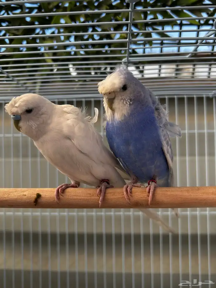 جوز باجي هوقو نص ولافه الجوز مشاء الله مرتب 5