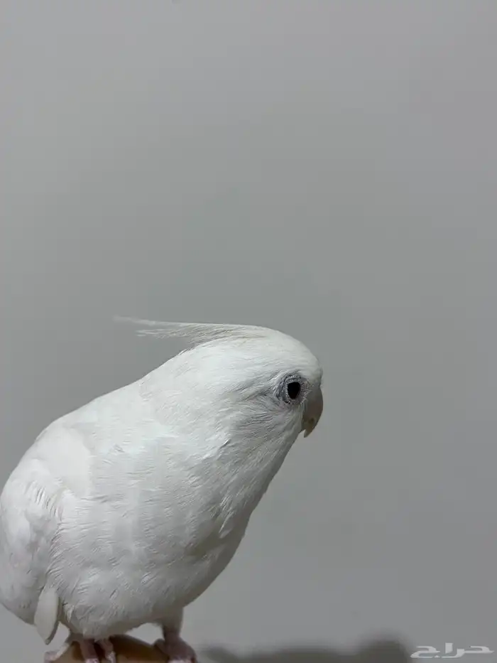 طير كروان البينو متكلم أليف يحب العب للبيع 2