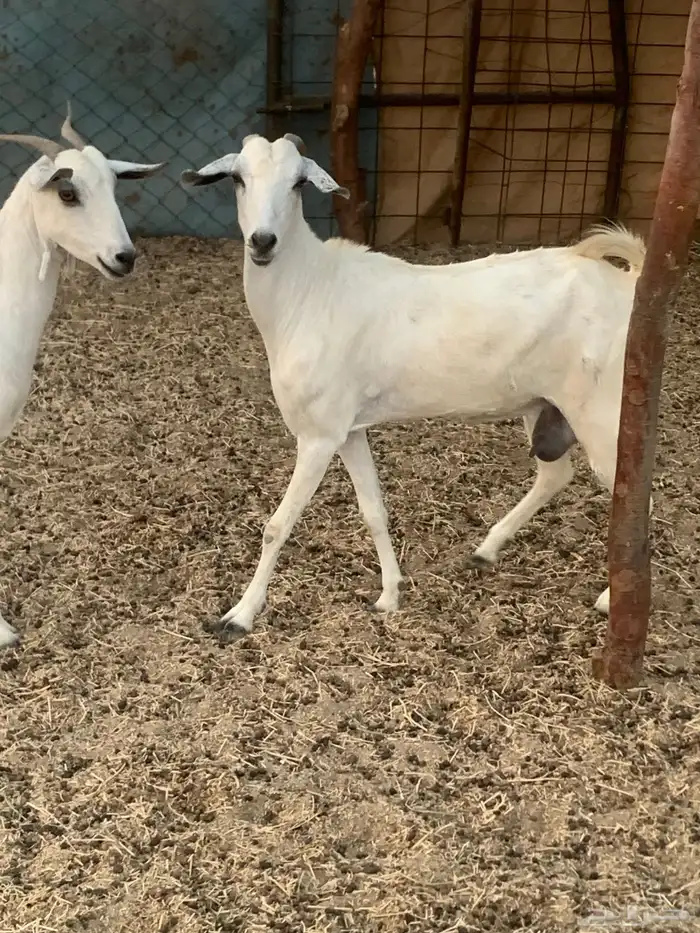 للبيع معزا بيشيات دفيع 4