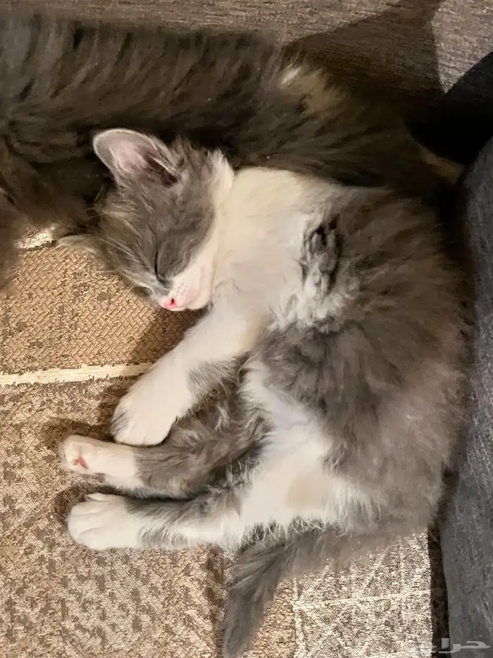 قطط شيرازيه ( للبيع ) 0