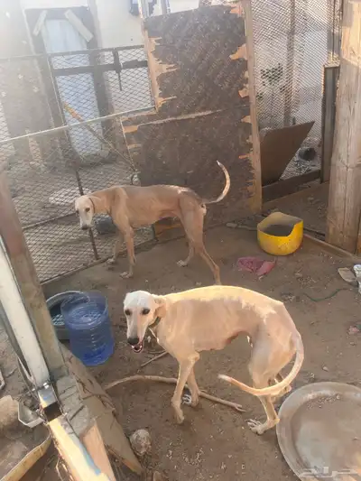 سلوقي للبدل index