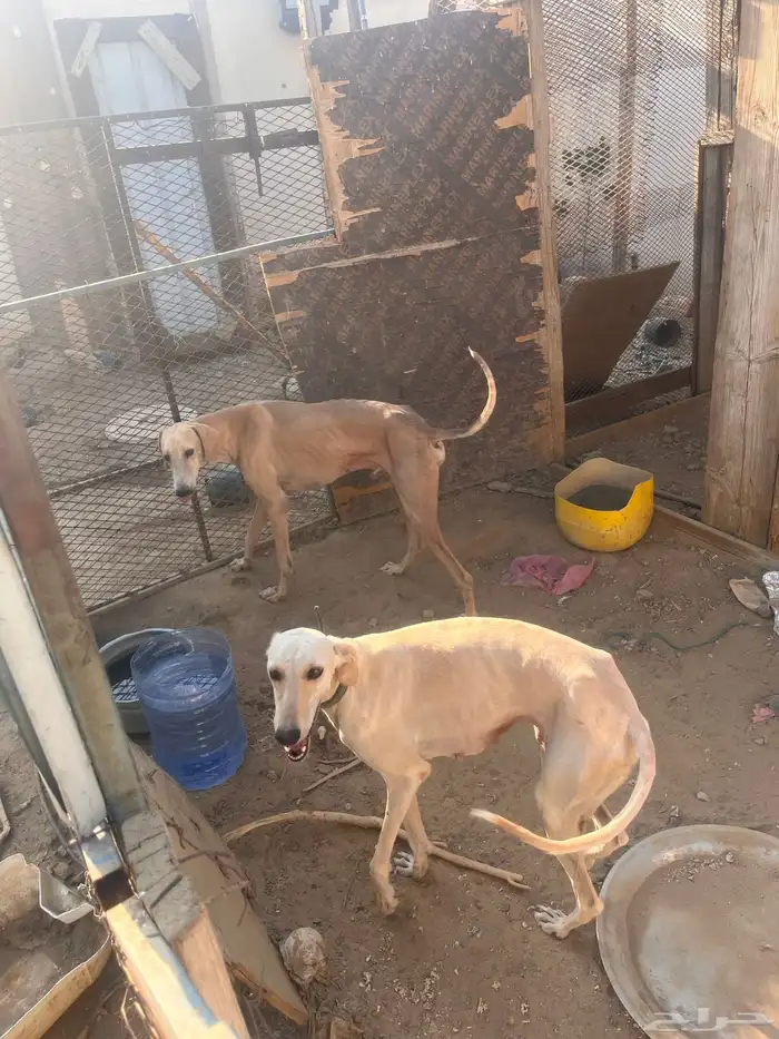 سلوقي للبدل 6