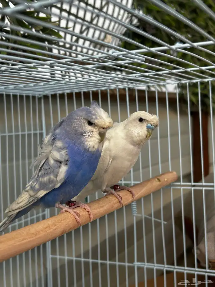 جوز باجي هوقو نص ولافه الجوز مشاء الله مرتب 2