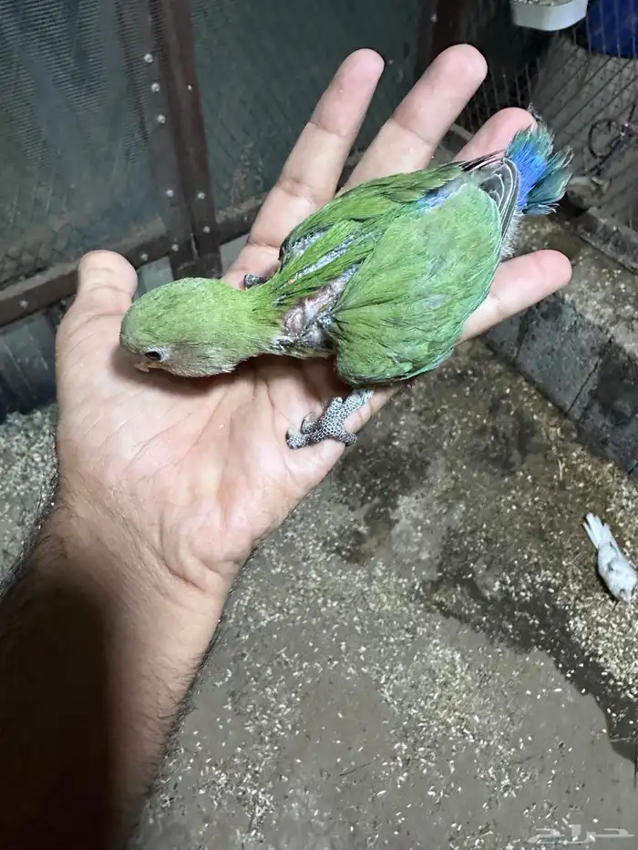 فروخ روز نهايه غر للبيع اليفه جدا 0