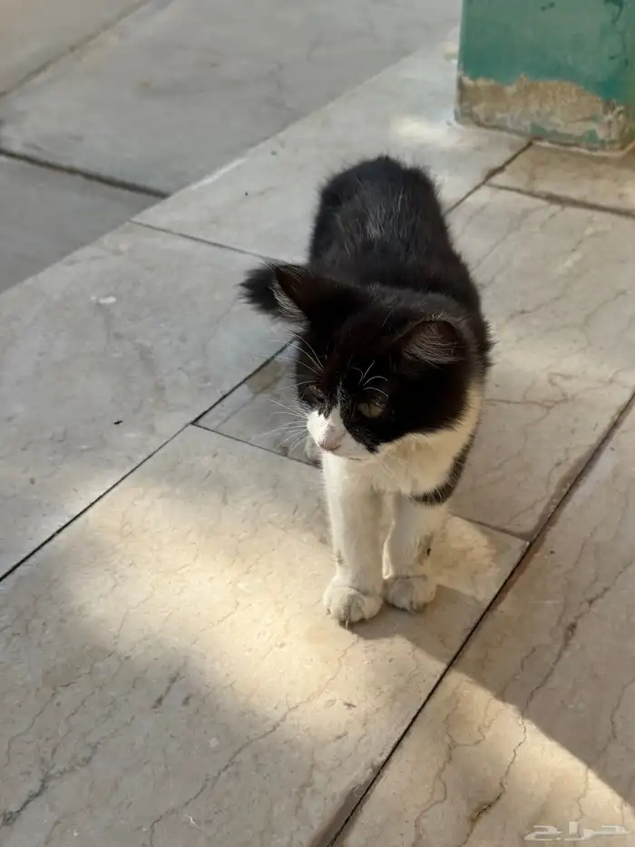 قط ضائع للتبني 2