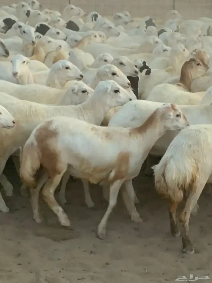 للبيع رخال دفيع منوة المقني 11