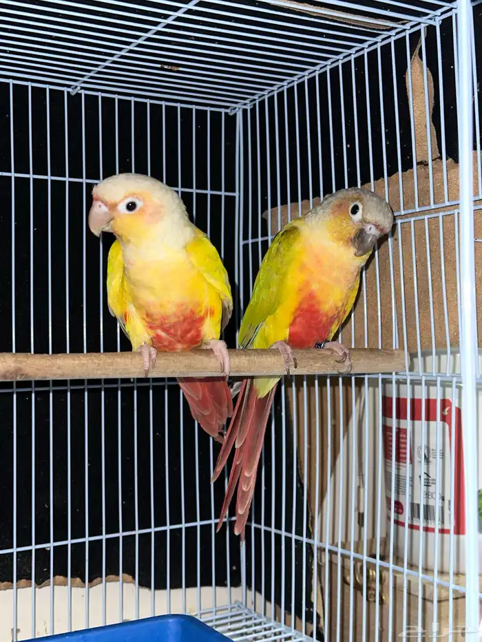 زوج كنيور مع 4 بيضات تم البيع 0