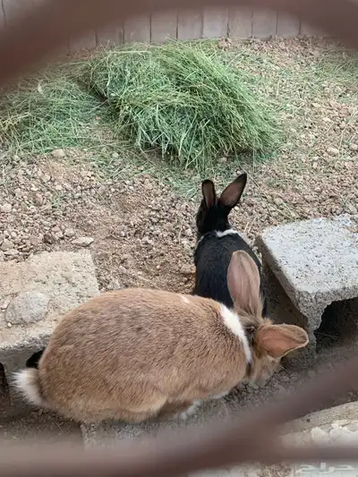 للبيع ارانب منتجات index