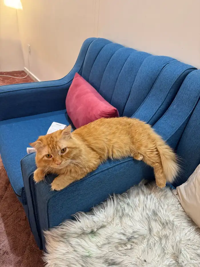 قطه للتبني 1