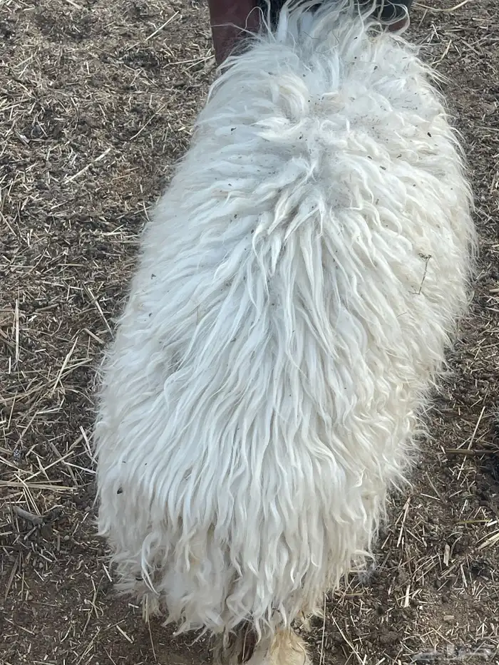 رخال نعيمي للبيع(تم البيع ) 4