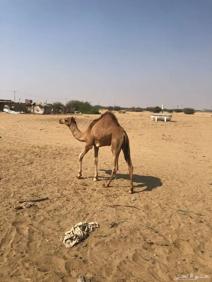 قعدان لبنيه 2 1