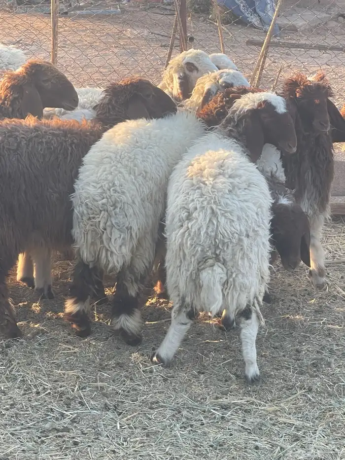 رخال نعيمي للبيع(تم البيع ) 0