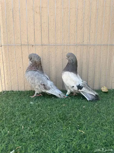 جوز لونق كلين index