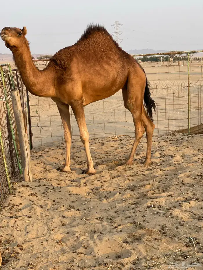 للبيع بكره ثنيه حايل 4