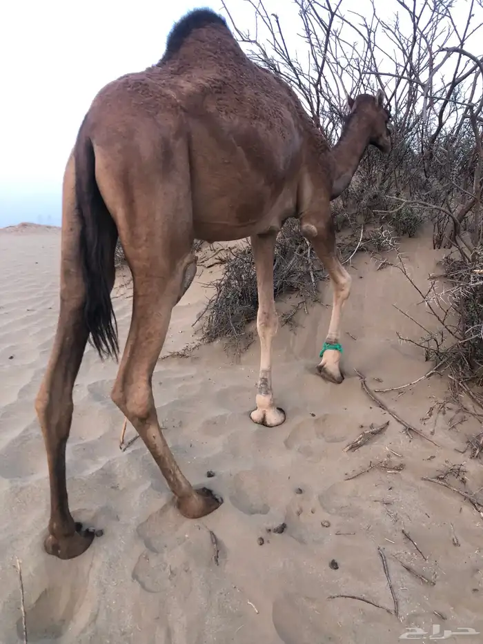 بكره بكار حقه مشرقه جذعه 1