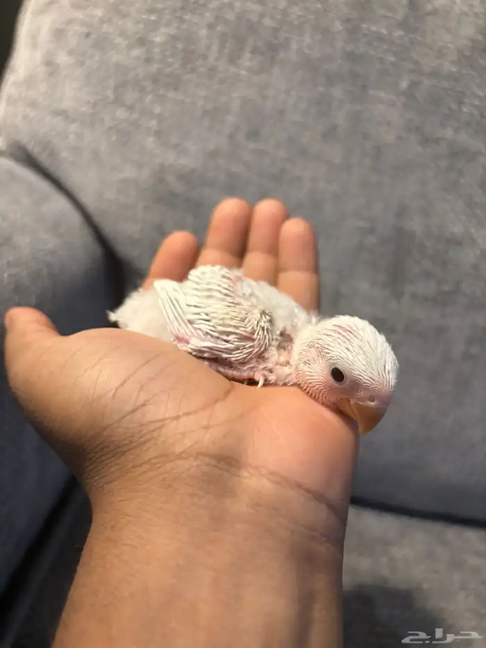 فروخ روز البينو و بلد 4