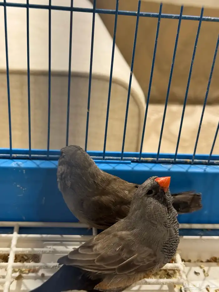 طيور زيبرا 3