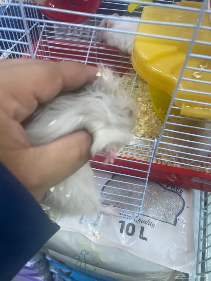 هامستر للبيع 5