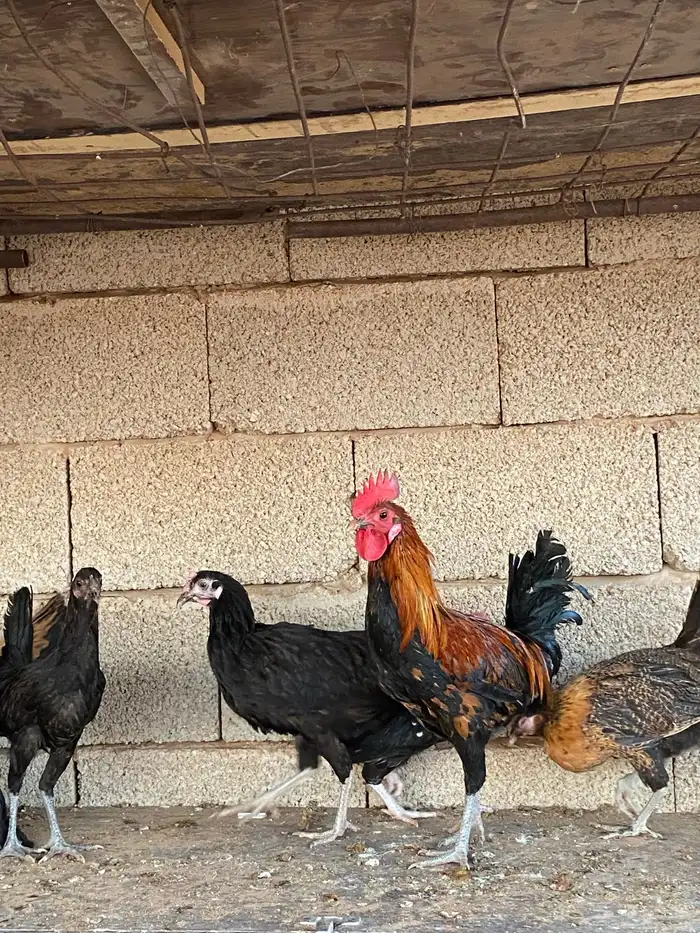 دجاج بلدي فاخر 13