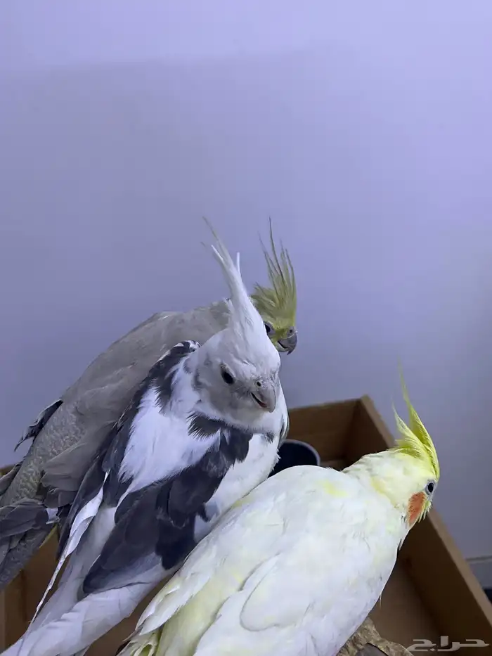 كروانا ت أليفه 3