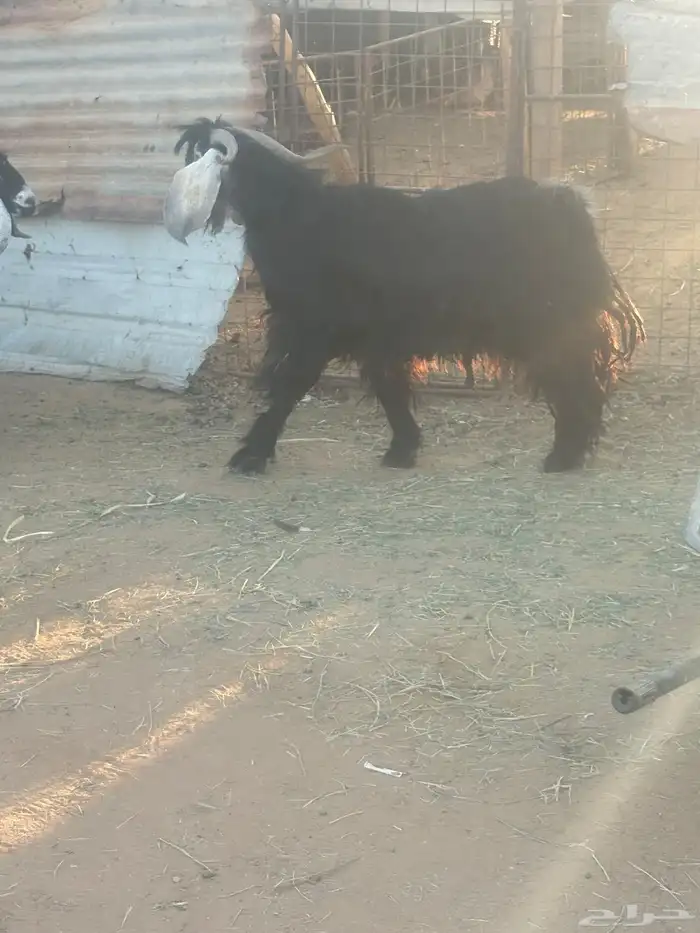 تيس عارضي صنف إنتاج شرط 1