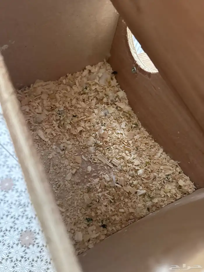 جوز طيور الحب 2