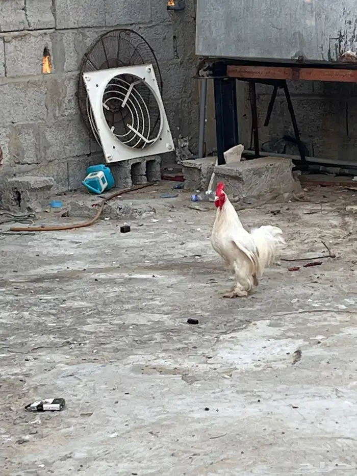 دجاج 3