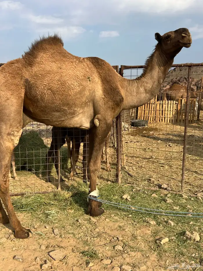 قعود اصفر فحل ب 8800 تم البيع 0