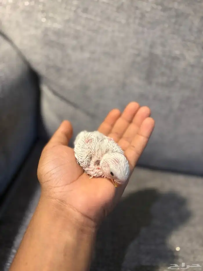 فروخ روز البينو و بلد 6