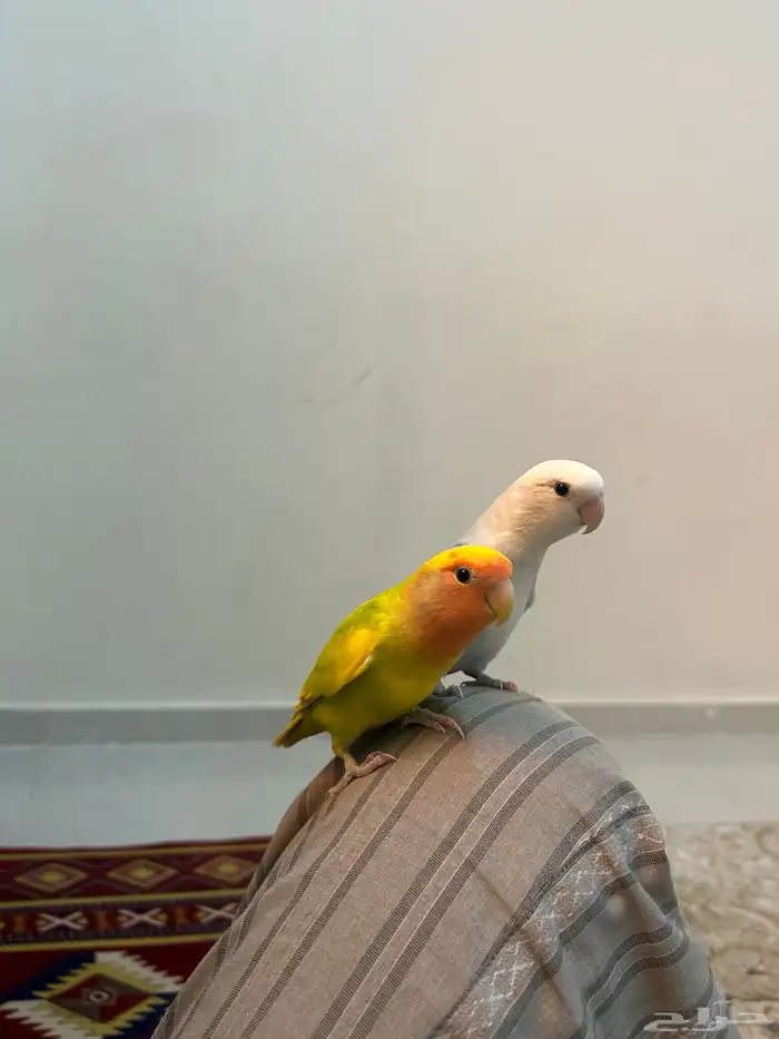 طيرين روز اليفات جدا 3