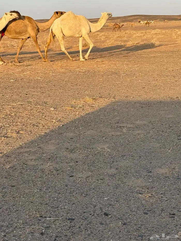 بكره رمانيه وضحى 1