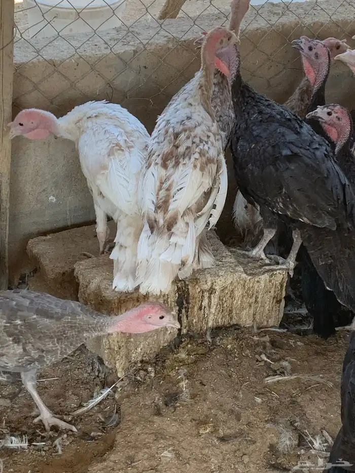 للبيع صوص رومي 3