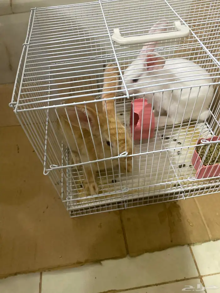 ارانب للبيع 1