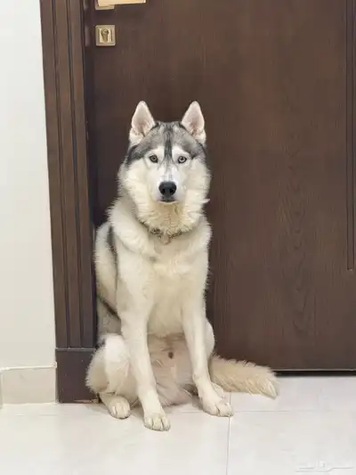 كلاب هاسكي للتبني بمبلغ رمزي index