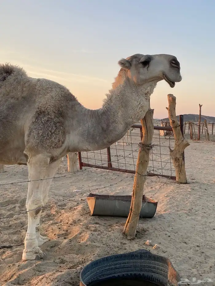 ماشاءالله تبارك الله وافلح من ذكر الله بعير منتج على كساب 0