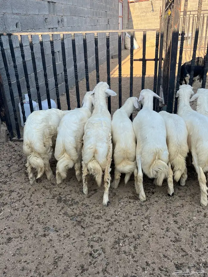 خرفان فواخر تم البيع 1