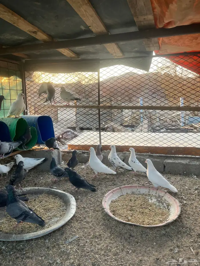 حمام مخلوط 0