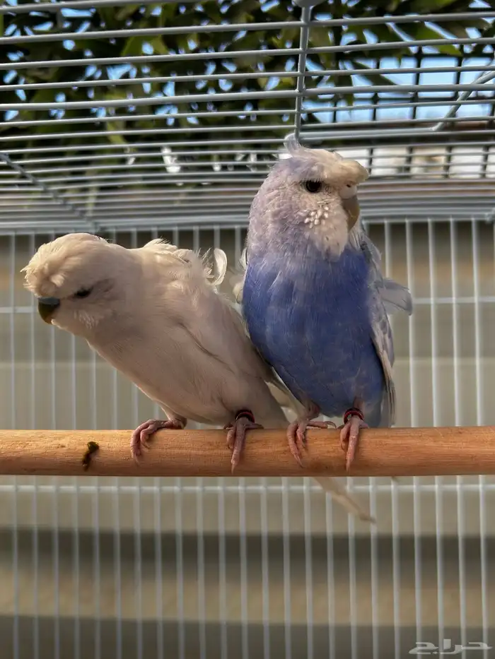 جوز باجي هوقو نص ولافه الجوز مشاء الله مرتب 4