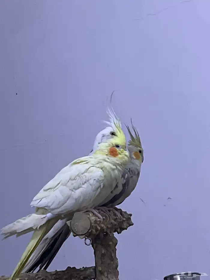 كروانا ت أليفه 2