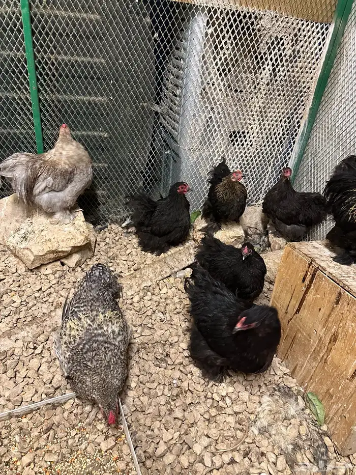 دجاج كوشن بداية انتاج 3