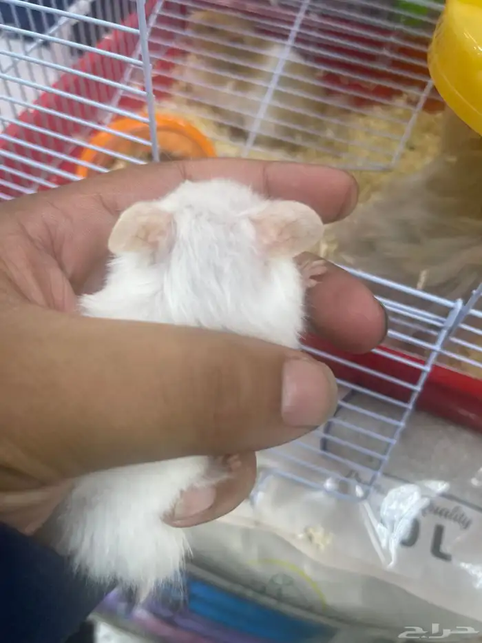 هامستر للبيع 4