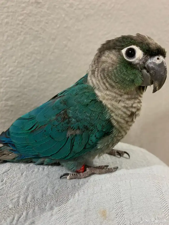 ببغاء كنيور بلو شيك اليف جدا 1
