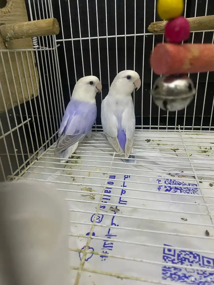 جوز روز منتج حجم ولون م شاء الله 0