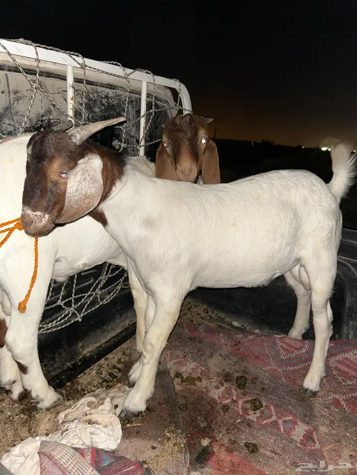 تيوس بروقت 3