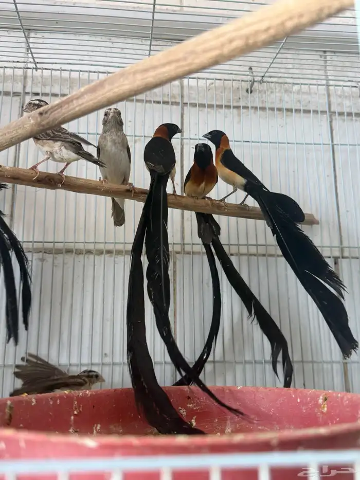 أزواج طيور الجنة 2