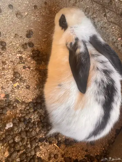 الرانب بلديه index