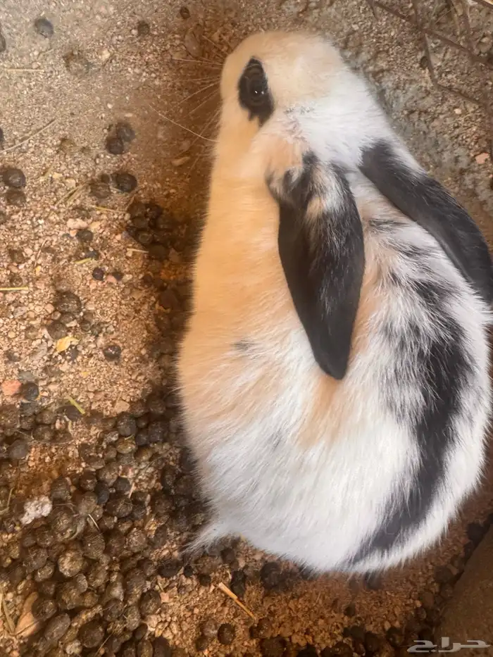 الرانب بلديه 0