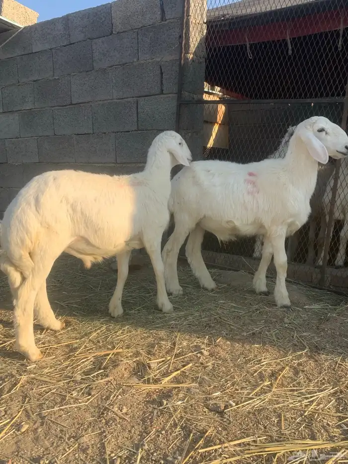 طليان صنف توم 2