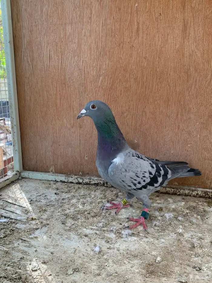 للبيع حمام زاجل سباق 2