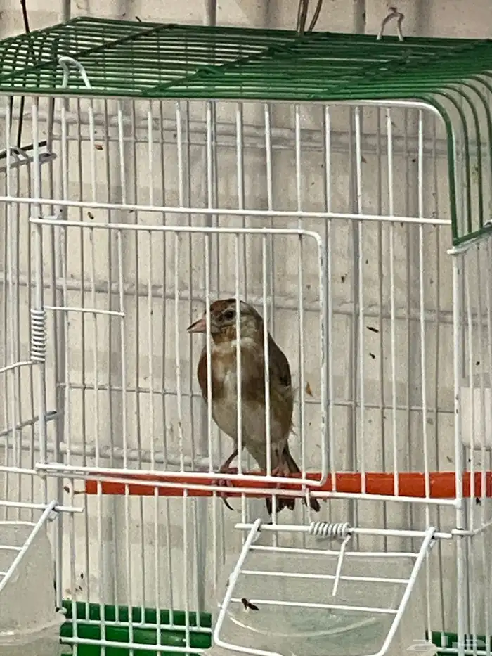 حسون فرخ سوري تم البيع 5